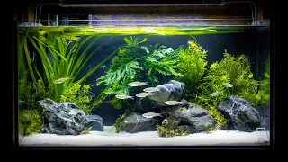 Volcano Rasbora Island Aquascape with Hakkai Stone (Low Tech)