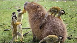 Cute and Funny Moments with 🥰 Capybara Compilation : 10 Interesting Facts about Capybara
