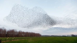 STARLING MURMURATIONS