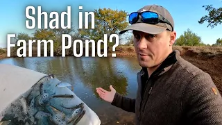 Raising Shad in Farm Pond (Part 1) | Managing Farm Pond