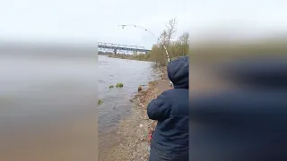 Такого улова я не ожидал. Река Волхов удивила. Рыбалка в Ленинградской области