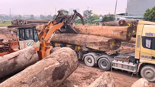 Wood sawing // Vietnam's largest sawmill and expensive rare trees