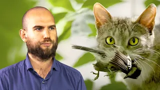 Il Devastante Impatto Ecologico dei Gatti