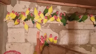 попугаи // новое приобретение // parrots