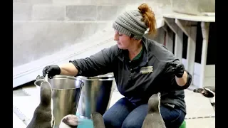 Penguin picnic: Watch feeding time at Syracuse Zoo