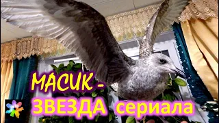 🐥✨ #21 Морская чайка Масик - кинозвезда