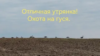 Охота на гуся 28.04.2024. Отличная утрянка.