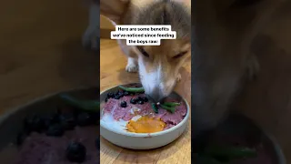 My Corgi’s Farts Went Away After Feeding Him a Raw Diet