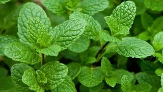 MENTA IN VASO SUL TUO BALCONE coltivare la menta