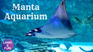 Manta Aquarium Seaworld