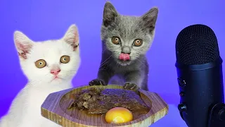 Kittens Eating Egg Yolk & Wet Cat Food ASMR