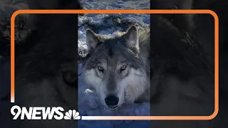 When can wolves be killed? Colorado ranchers and lawmakers want clarity