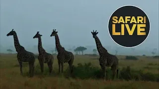 safariLIVE - Sunset Safari - August 24, 2018