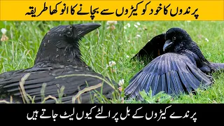 What is Anting in Birds | Birds Bathing on Ant Hill | Fascinating Act of Birds | The Animal Globe