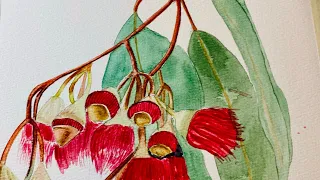 Pink eucalyptus flower in watercolor painting Timelapse video #watercolorpainting #watercolorflorals