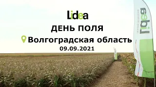 День Поля в Волгоградской области