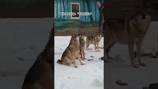 САМЫЕ НЕОБЫЧНЫЕ ВОЛКИ НА СВЕТЕ! #wolf #волк