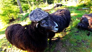 Making homespun woollen beanies using Rambro's fleece