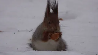 Белка ест орешек / A squirrel eats a nut