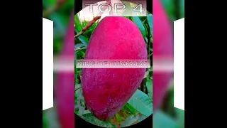 World's top 10 mango....best mangoes....