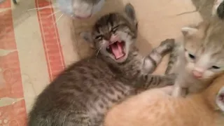 Tiny Kitten Hisses At Me | Newborn Kitten Hissing At Me When Human Father Touch Him