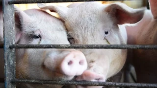 See a Farm Convert Pig Poop Into Electricity | National Geographic