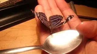 Alimentando a una mariposa. Angelo Salais