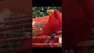 Red Bird Meme Compilation (2021) #Shorts