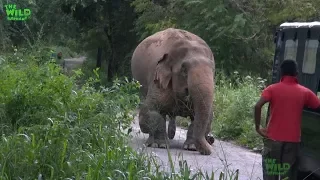 A Rescue Mission by a wildlife team: Humanity at its best, showing what humans can do