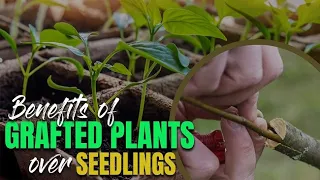 Benefits of Grafted Plants over Seedlings - What is grafted plant and why its better than seedlings