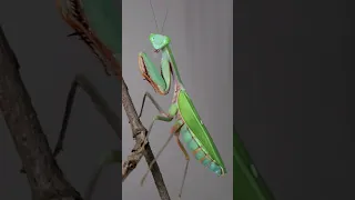 Giant Australian Mantis (Hierodula majuscula) care guide