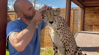 Cheetah goes crazy while cleaning ears! Gerda at SPA treatments.