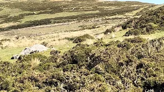 Large Carneddau Hare