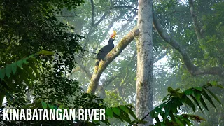 Amazon Of The East: Kinabatangan River, Sukau, Sabah, Malaysia / Sukau Greenview Bed & Breakfast