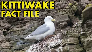 Kittiwake: Fact File (British Wildlife Facts)