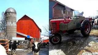 A Relaxing Morning on a Small Family Dairy Farm!