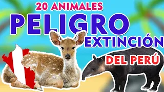 20 Animales EN PELIGRO DE EXTINCIÓN Perú I FAUNA EN PELIGRO DE EXTINCIÓN EN PERÚ I NOMBRES + IMAGEN