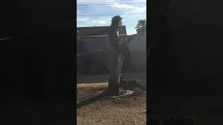 R.I.P My Old Tree