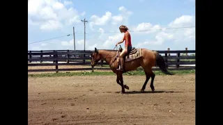 AQHA DUN ROAN PEPTOBOONSMAL ON PAPERS, BEEN TRAIL RIDDEN BY YOUTH RIDERS