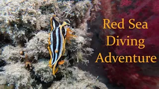 Red Sea Diving Adventure in Safaga, Egypt 03/2024.