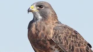 Hawk Sounds | Hawk Sound Effects | Harris Hawk Noises | Hawk Squawking | Hawk Calls| No Music