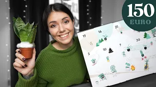 Dieser Pflanzen Adventskalender hatte 2023 den größten Hype!