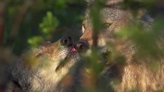 Дикая природа Беларуси. Очень красивое видео