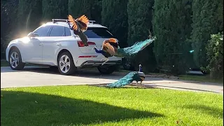 King Henry Tussles with Another Peacock