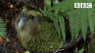 The cute and clumsy flightless parrot | Natural World: Nature's Misfits - BBC