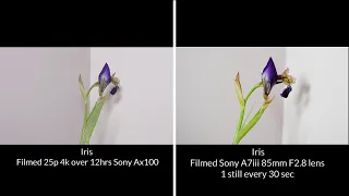 Iris Flower Bloom Timelapse from two angles