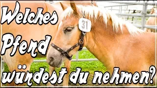 Welches Pferd würdest du nehmen? ♥