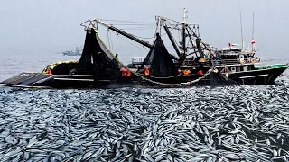 Amazing Commercial Fishing of Anchovies With Big Nets - Catch Hundreds Tons of Fish on the Boat