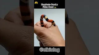 Serpiente Coral Mordiendo 🐍⚠️