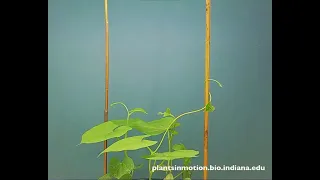 A time lapse showing the incredible movement of a growing vine | #Shorts